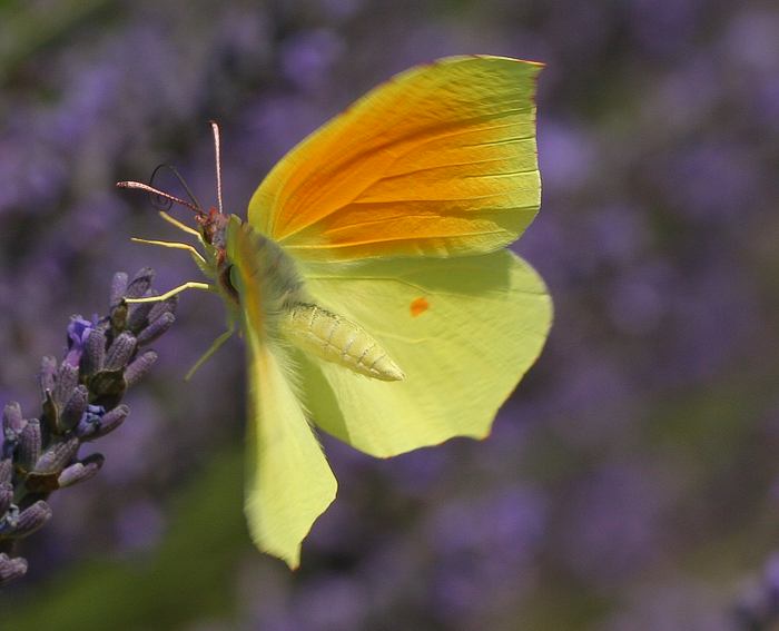 Kleopatrafalter (Gonepteryx cleopatra)