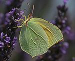 Kleopatrafalter (Gonepteryx cleopatra) [2249 views]