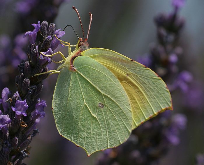 Kleopatrafalter (Gonepteryx cleopatra)