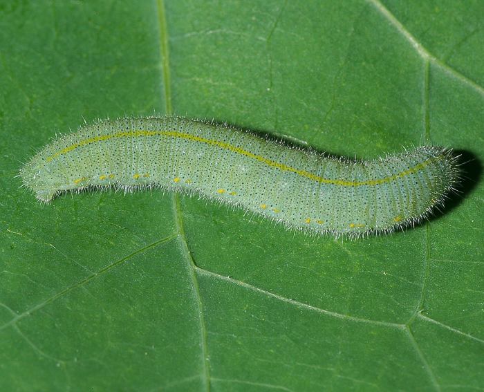 Kleiner Kohlweissling (Pieris rapae) Raupe