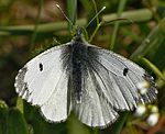 Aurorafalter (Anthocharis cardamines) ♀ [2231 views]