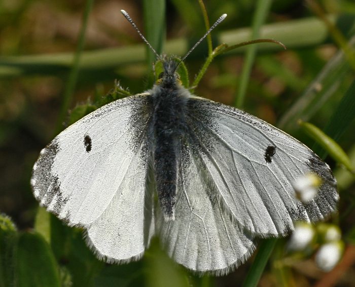 Aurorafalter (Anthocharis cardamines) ♀