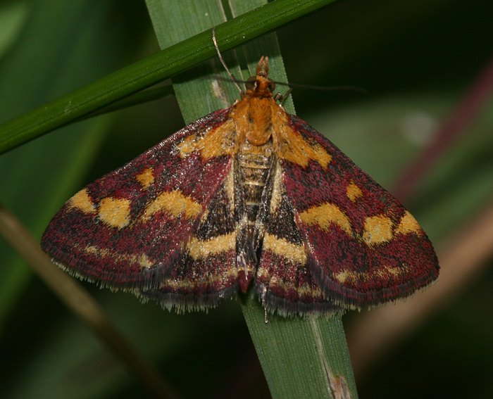 Purpurroter Znsler (Pyrausta purpuralis)