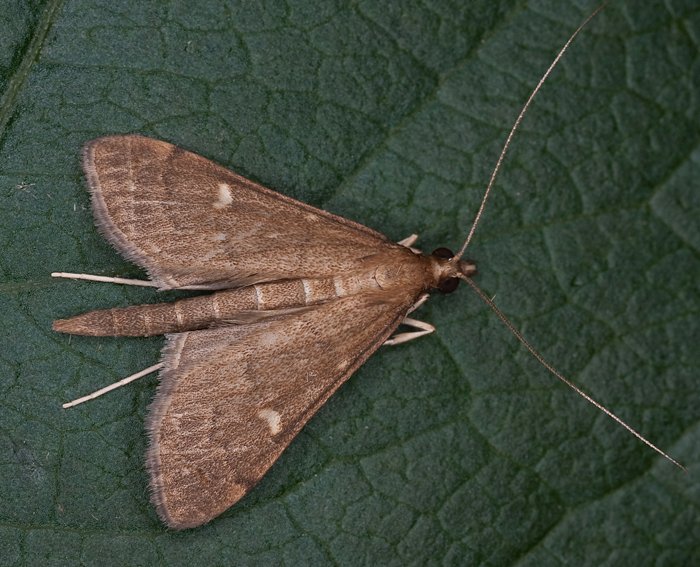 (Dolicharthria punctalis) (Dolicharthria punctalis)