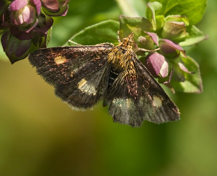 (Pyrausta obfuscata)