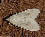 Möhrenzünsler (Sitochroa palealis) [1826 views]
