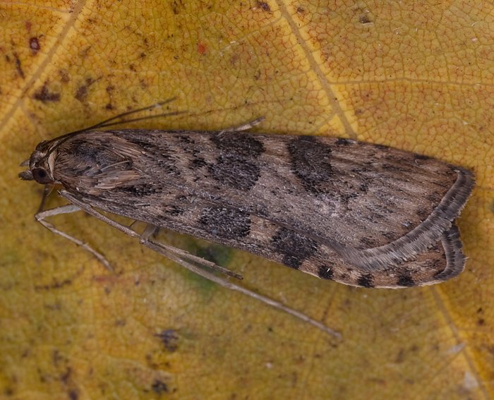 Wanderznsler (Nomophila noctuella)