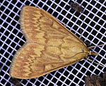 Maisznsler (Ostrinia nubilalis) [2208 views]
