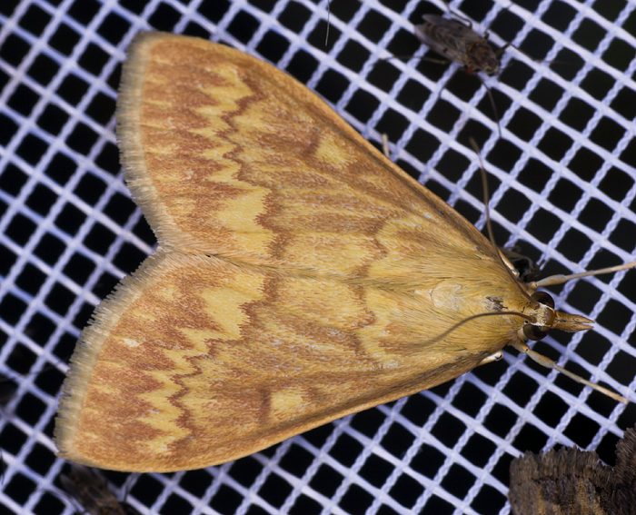 Maiszünsler (Ostrinia nubilalis)