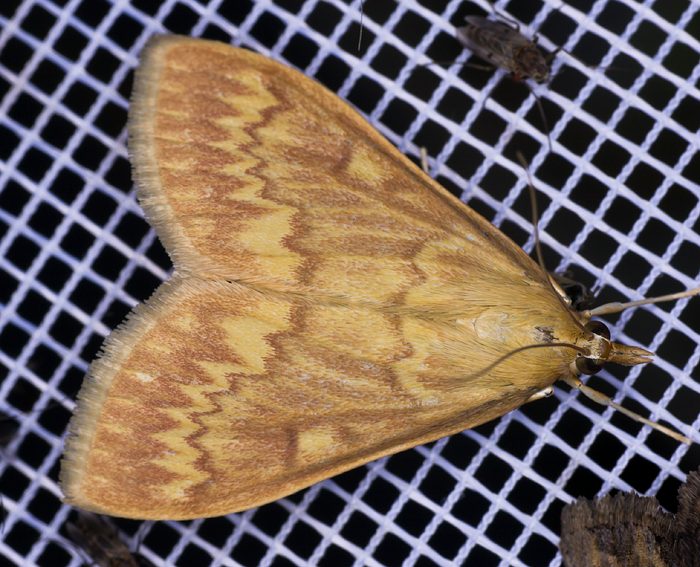 Maisznsler (Ostrinia nubilalis)