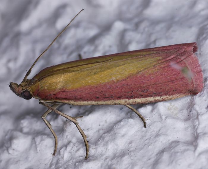 (Oncocera semirubella)