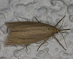 Breitflgeliger Schilfznsler (Chilo phragmitella) [1464 views]