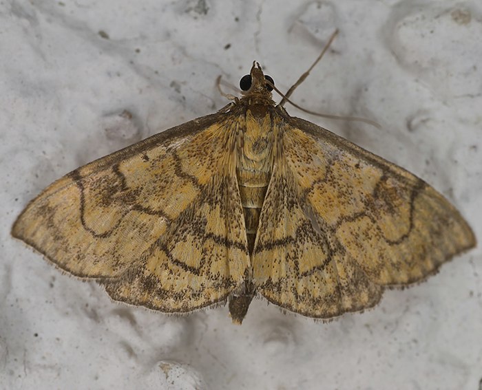 (Anania verbascalis)