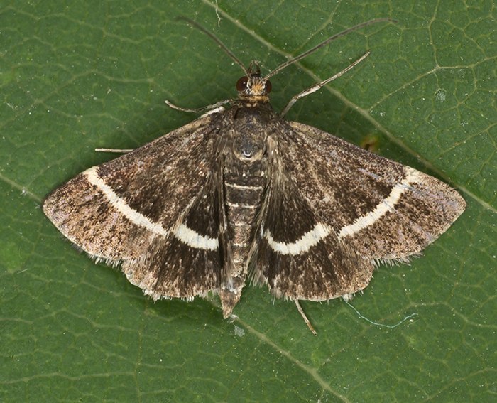 (Pyrausta rectefascialis)