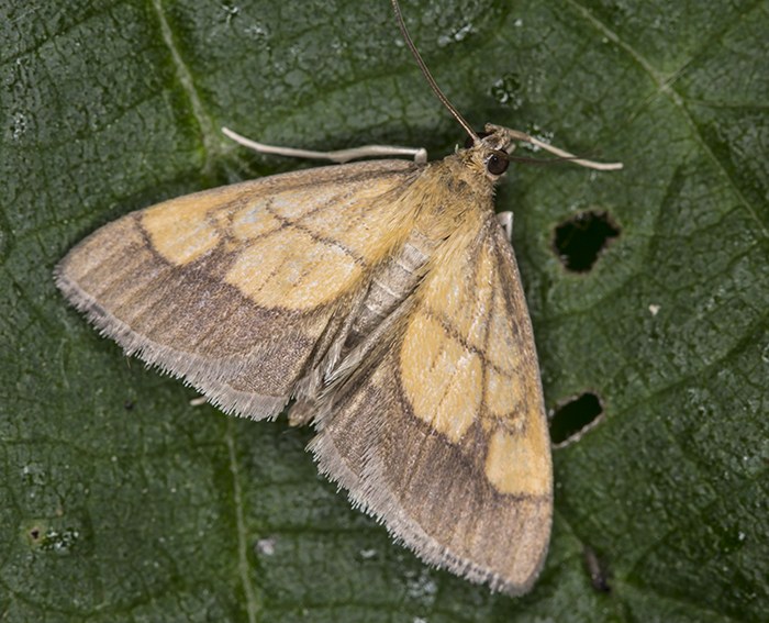 (Evergestis limbata)