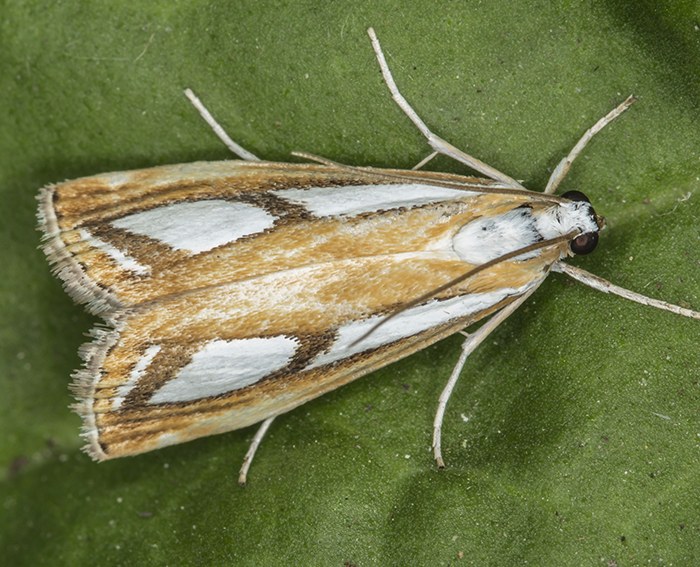 (Catoptria myella)