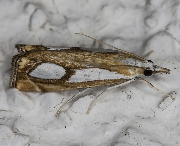 (Catoptria pinella)