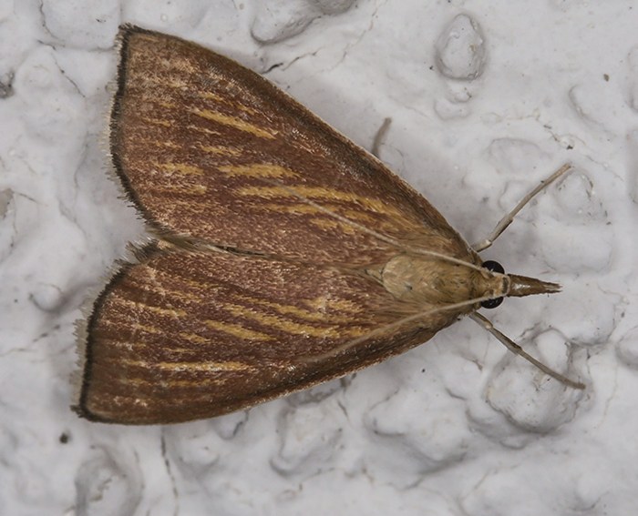 (Nascia cilialis)