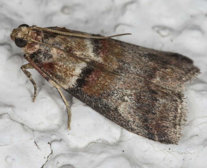 (Acrobasis consociella) (Acrobasis consociella)