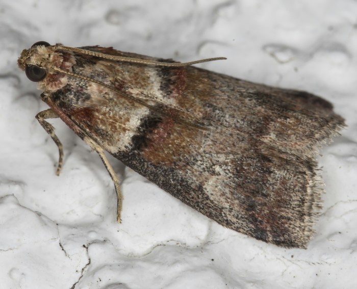 (Acrobasis consociella)