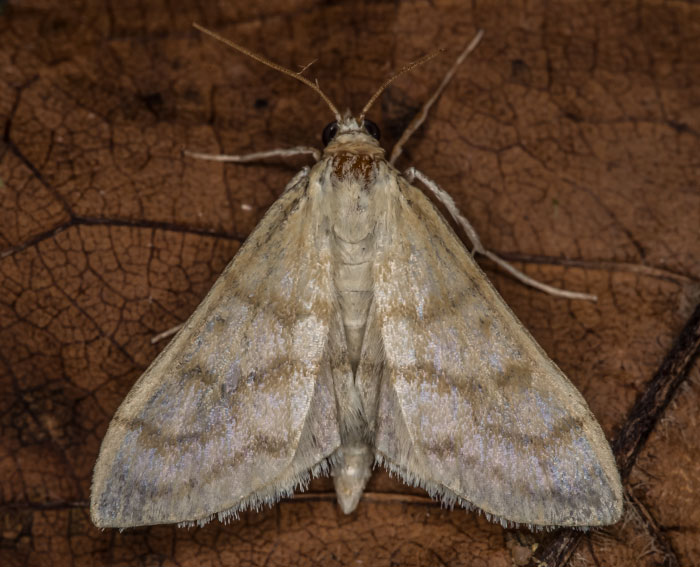 (Paracorsia repandalis)