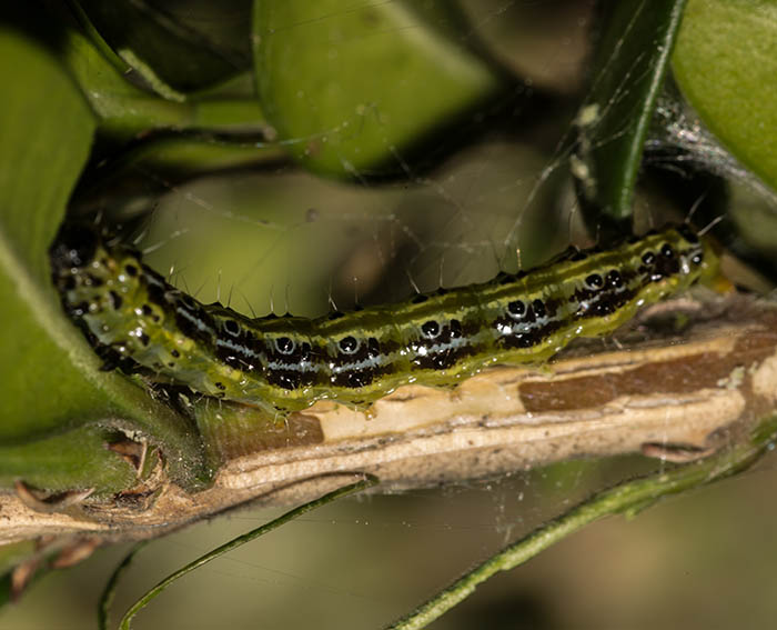 Buchsbaum-Znsler (Cydalima perspectalis) Raupe