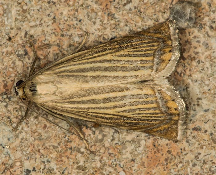 (Chrysoteuchia culmella)