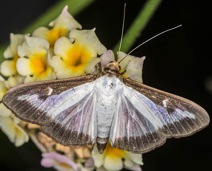 Buchsbaum-Znsler (Cydalima perspectalis)