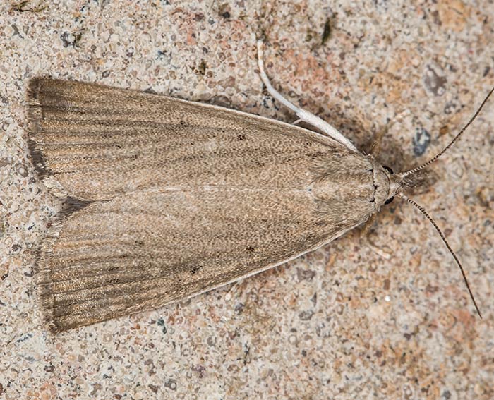 Groer Rohrkolbenznsler (Calamotropha paludella)