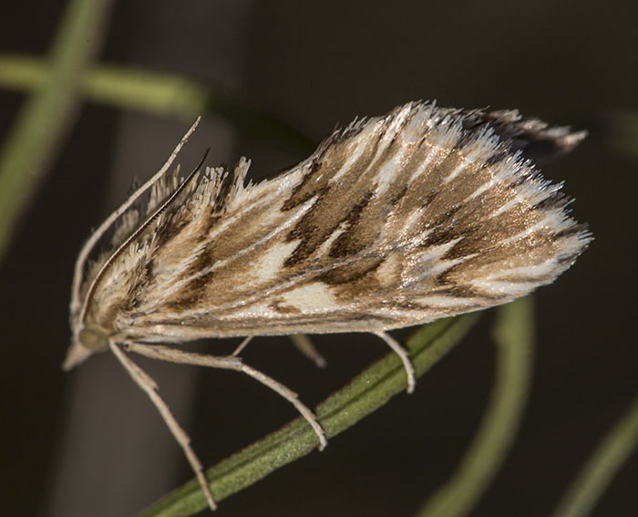 Zahnbindenznsler (Cynaeda dentalis)