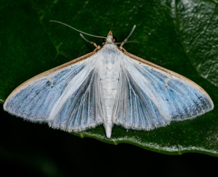 Olivenbaum-Znsler (Palpita vitrealis)