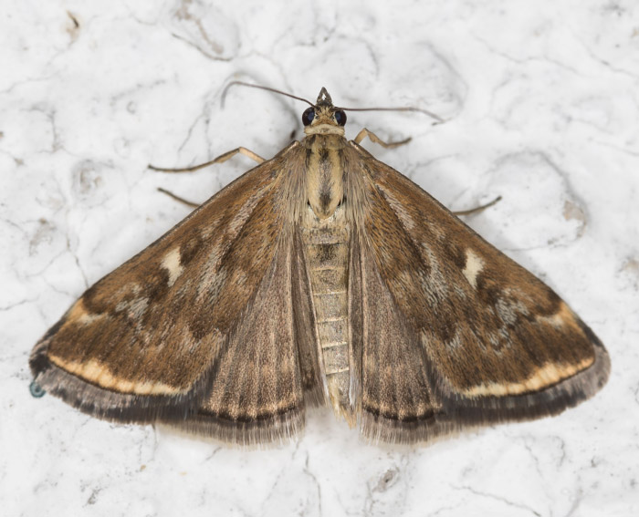 Rübenzünsler (Loxostege sticticalis)