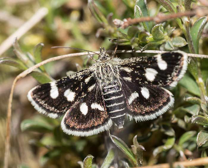 Ginster-Fleckenznsler (Eurrhypis pollinalis)