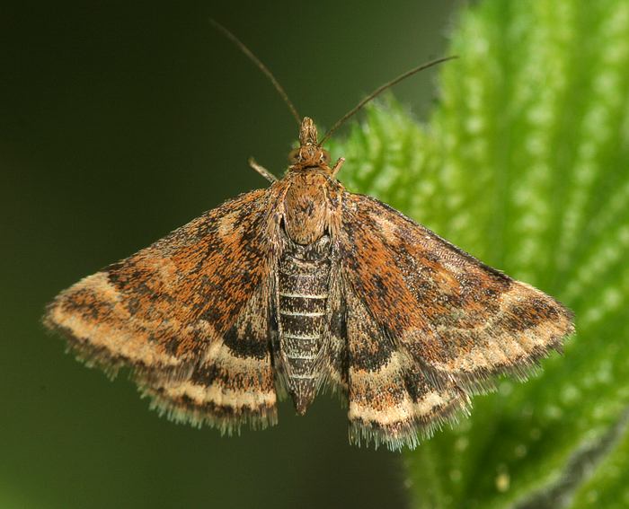 Olivbrauner Zünsler (Pyrausta despicata)