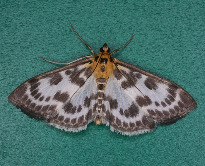 Brennnesselzünsler (Eurrhypara hortulata)