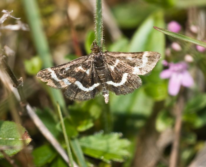 (Pyrausta nigrata)