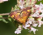 Goldznsler (Pyrausta aurata) [2823 views]