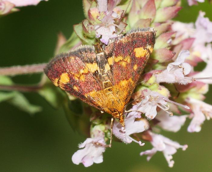 Goldznsler (Pyrausta aurata)