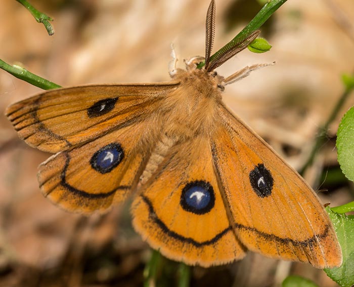 Nagelfleck (Aglia tau)