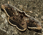 Wiener Nachtpfauenauge (Saturnia pyri) ♀ [2362 views]