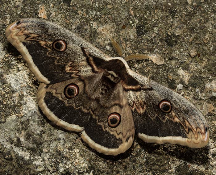 Wiener Nachtpfauenauge (Saturnia pyri) ♀