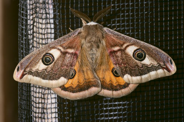 Kleines Nachtpfauenauge (Saturnia pavonia) ♂