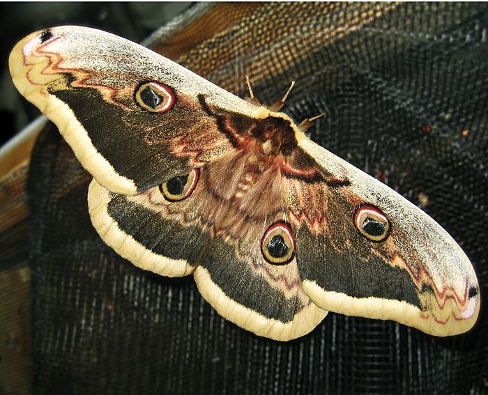 Wiener Nachtpfauenauge (Saturnia pyri) ♂