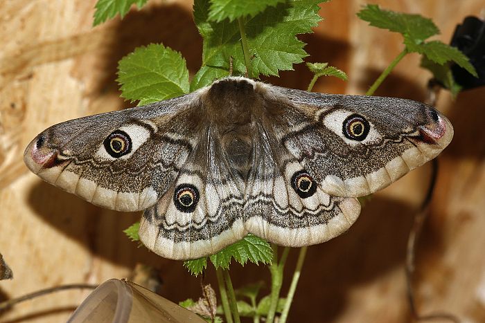 Kleines Nachtpfauenauge (Saturnia pavonia) ♀