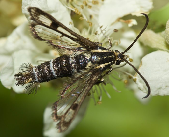 Zypressenwolfsmilch-Glasflgler (Chamaesphecia empiformis)