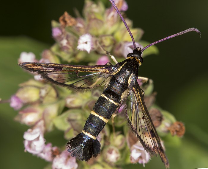 Johannisbeer-Glasflgler (Synanthedon tipuliformis)