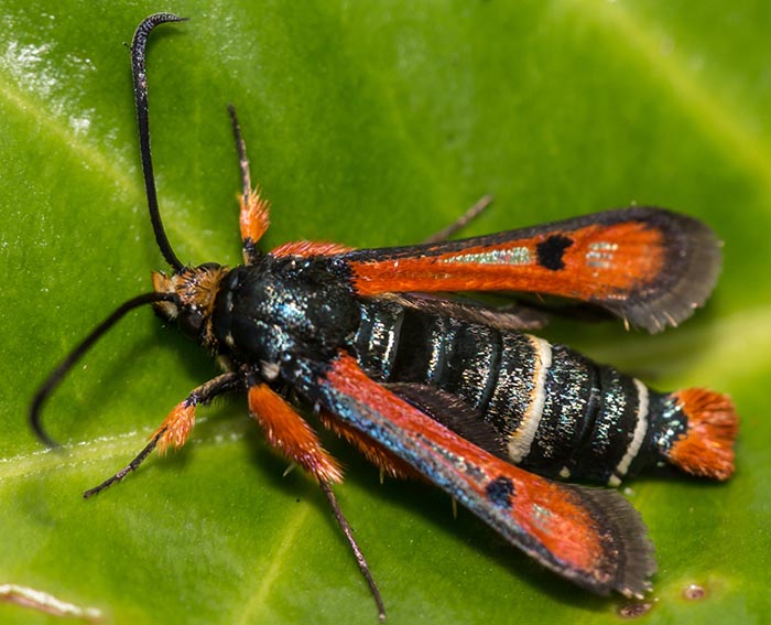 Roter Ampfer-Glasflgler (Pyropteron chrysidiformis)