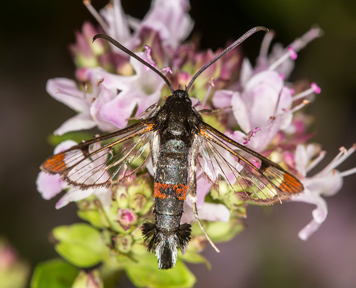 Weiden-Glasflgler (Synanthedon formicaeformis)