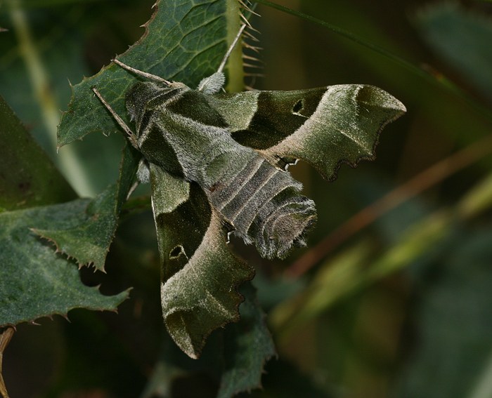 Nachtkerzenschwrmer (Proserpinus proserpina)