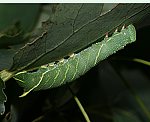 Pappelschwärmer (Laothoe populi) Raupe [2330 views]